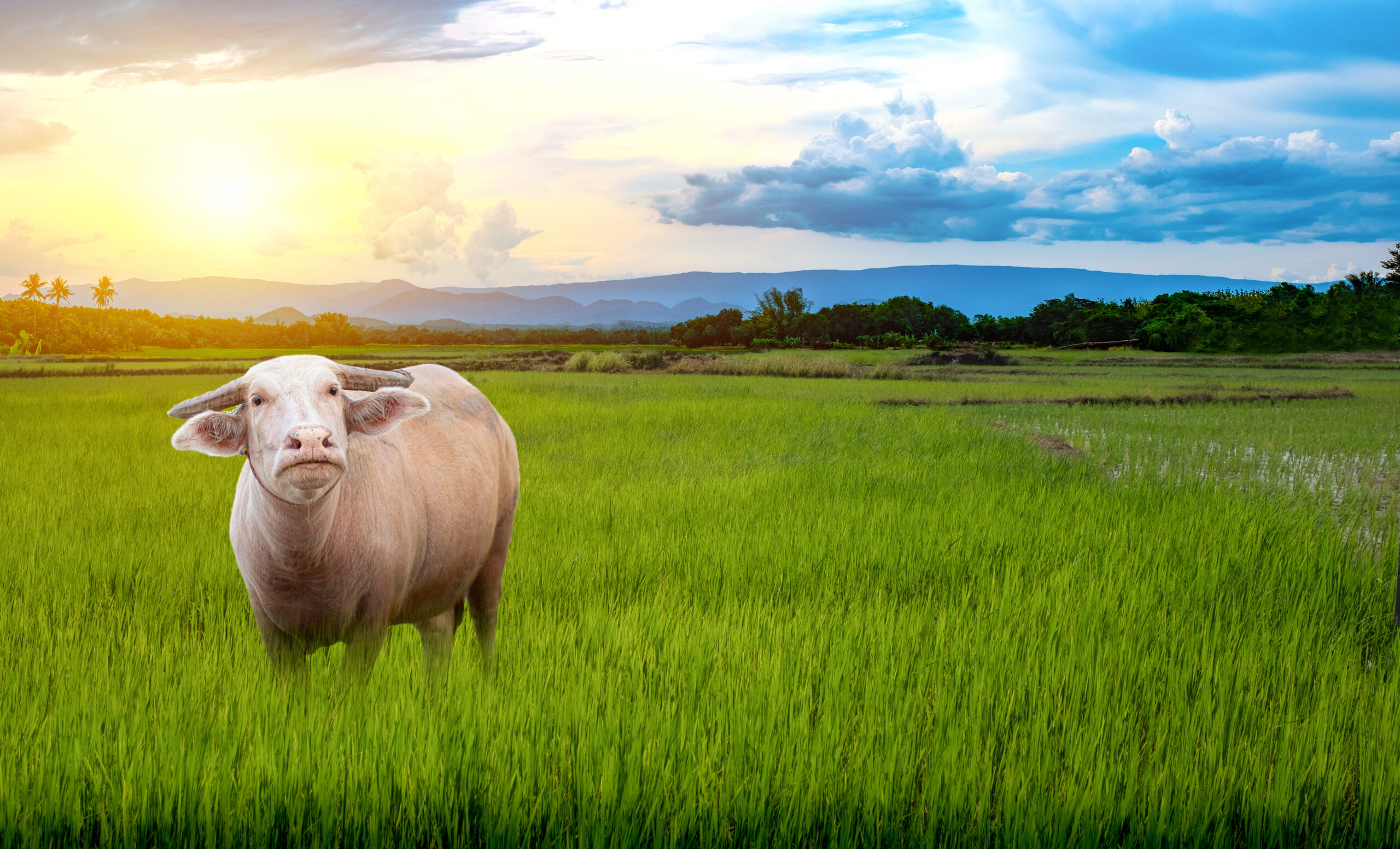 Chemical-Free Crops and Ethical Livestock Farming