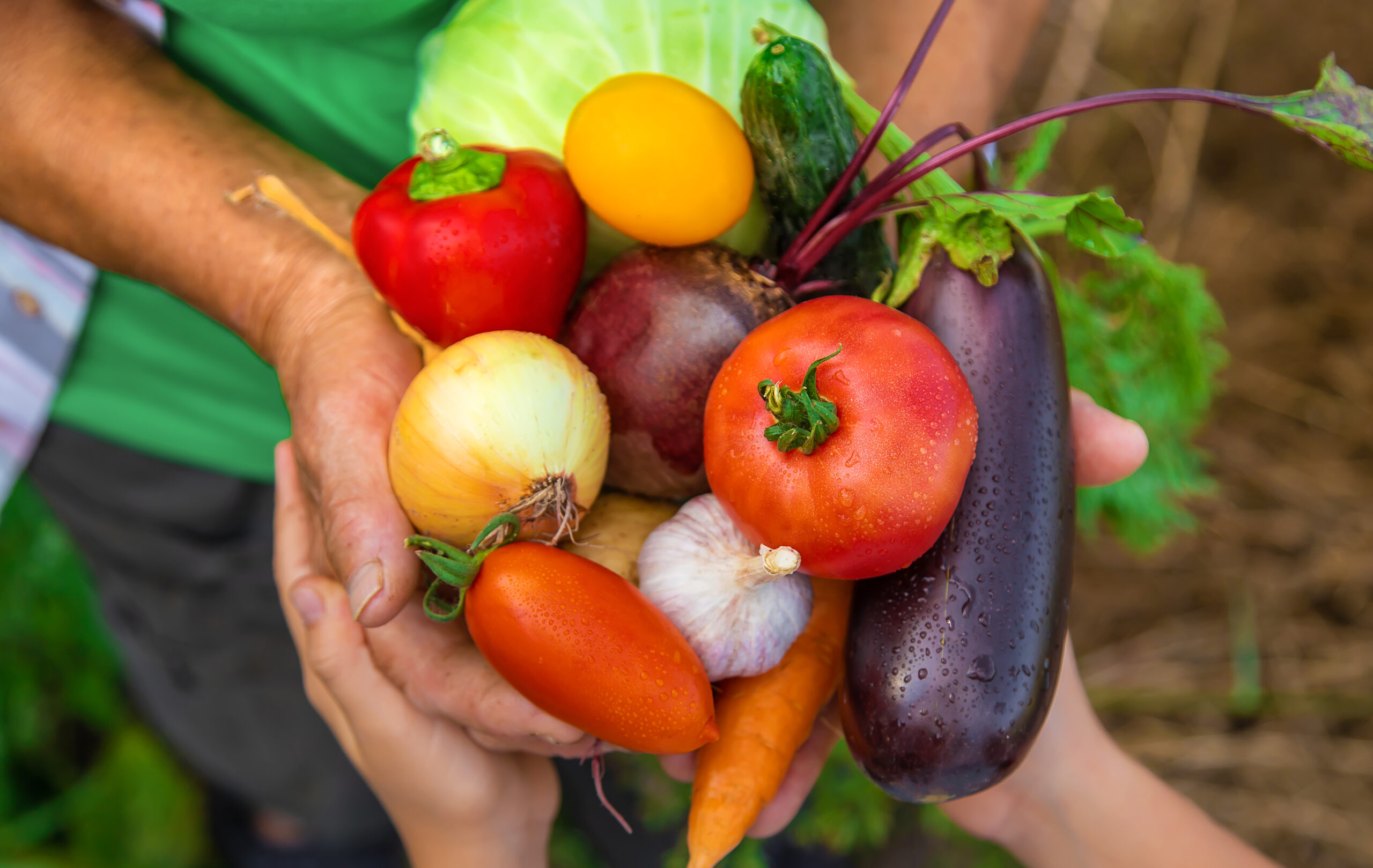 Fresh Vegetables from Chemical-Free Crops