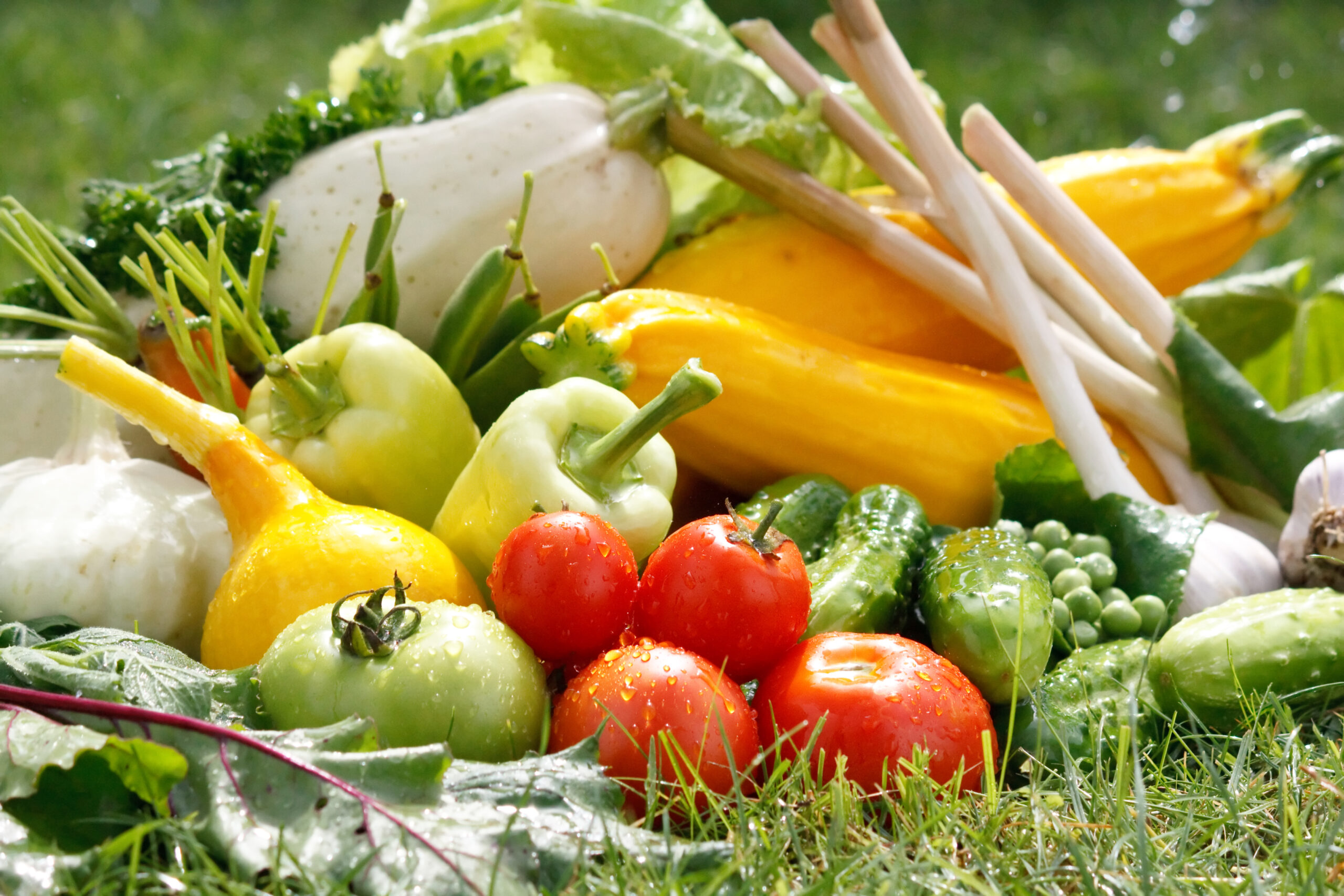 Organic Agriculture Farm using modern sustainable techniques