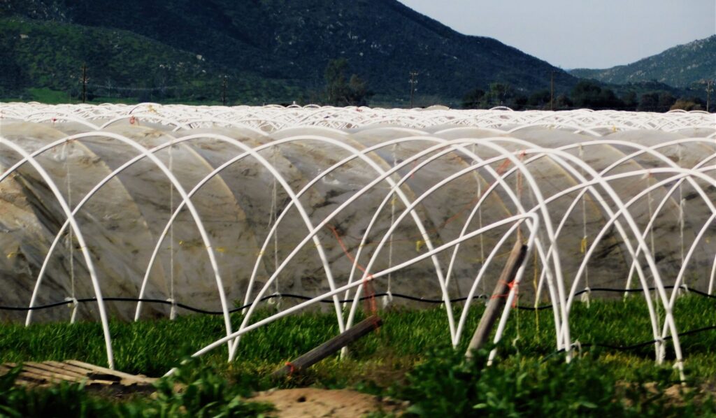 Project 04: Leafy Vegetable Net House