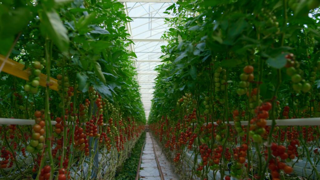 Project 07: Summer Tomato Heat-Stress Control Project