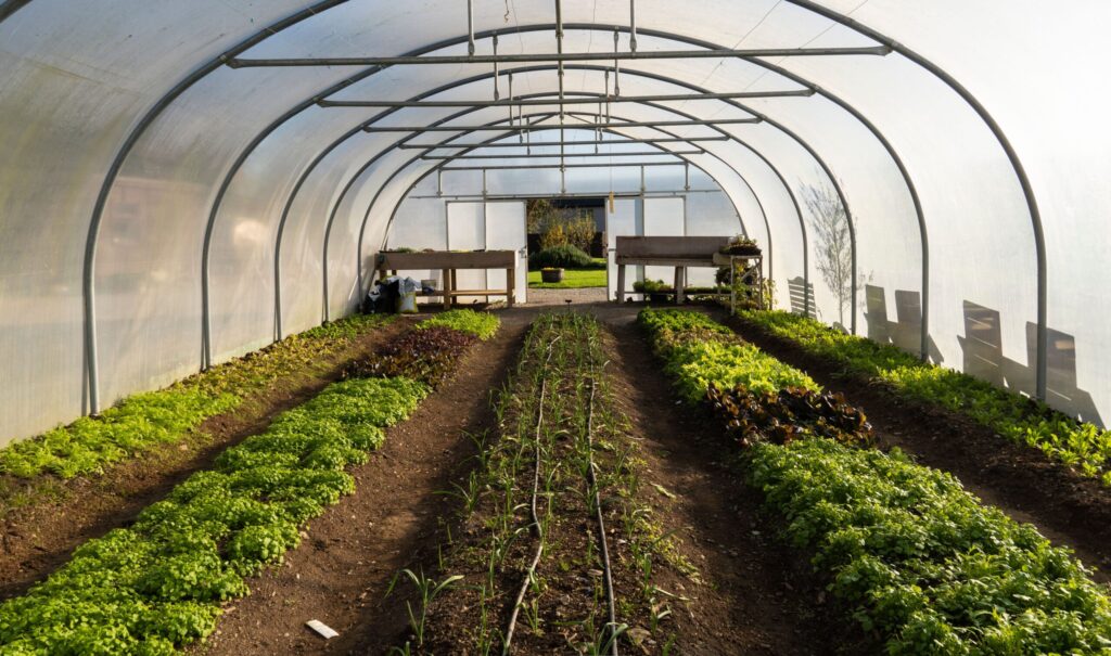 Project 08: Cluster Farming Poly House Model