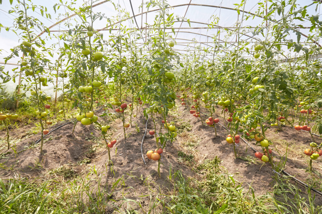 Wide-angle interior shot of tomato plants with uniform red fruits inside a net house.